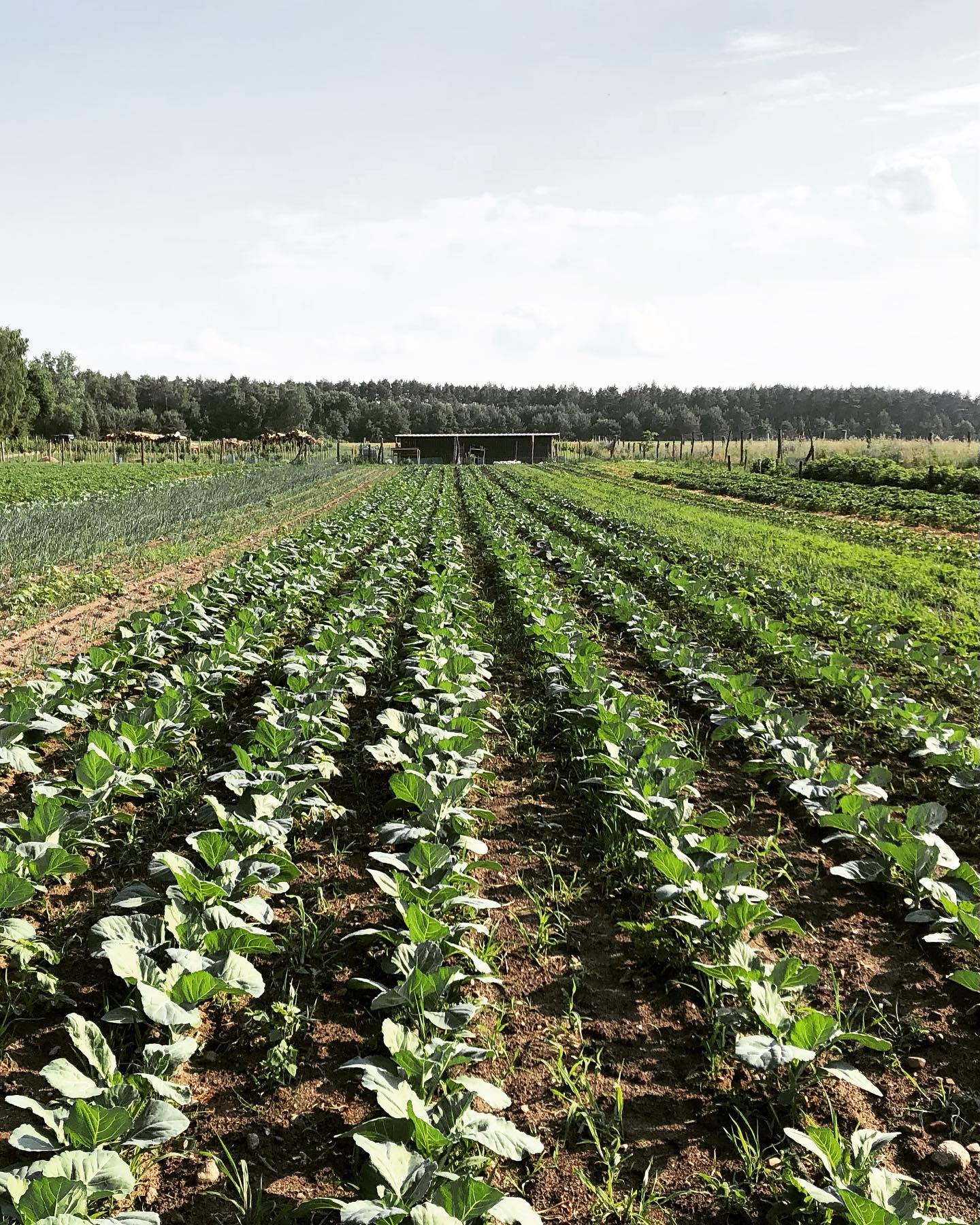 Pole zaopatrujące restaurację w Poddębicach
